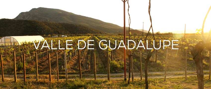 valle de guadalupe